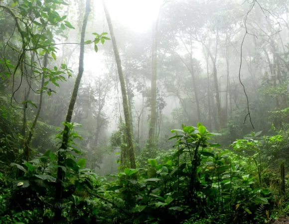 Costa Rica: el país sin ejército que lidera el turismo sostenible.